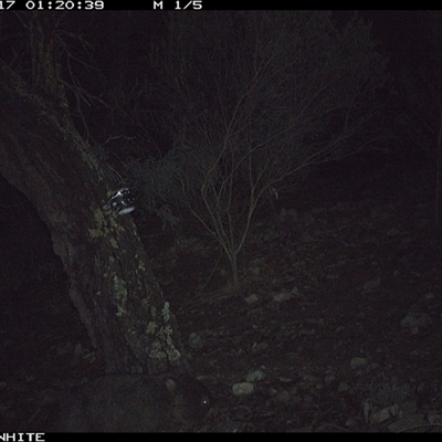 Vombatus ursinus (Bare-nosed Wombat, Common wombat) at Crowther, NSW - 17 Jun 2025 by Frecko