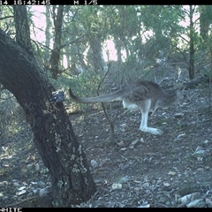 Macropus giganteus (Eastern Grey Kangaroo) at Crowther, NSW - 14 Jun 2025 by Frecko