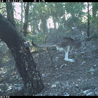 Macropus giganteus (Eastern Grey Kangaroo) at Crowther, NSW - 14 Jun 2025 by Frecko