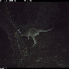 Macropus giganteus (Eastern Grey Kangaroo) at Crowther, NSW - 14 Jun 2025 by Frecko