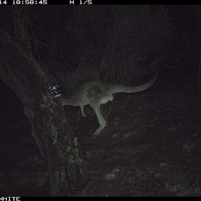 Macropus giganteus (Eastern Grey Kangaroo) at Crowther, NSW - 14 Jun 2025 by Frecko
