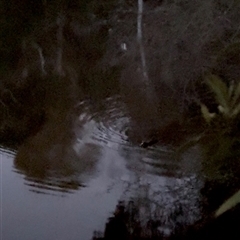 Ornithorhynchus anatinus (Platypus) at Penrose, NSW - 6 Aug 2025 by Penrosian