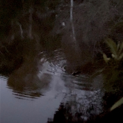 Ornithorhynchus anatinus (Platypus) at Penrose, NSW - 6 Aug 2025 by Penrosian