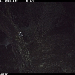 Macropus giganteus (Eastern Grey Kangaroo) at Crowther, NSW - 14 Jun 2025 by Frecko