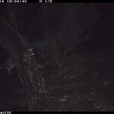 Macropus giganteus (Eastern Grey Kangaroo) at Crowther, NSW - 14 Jun 2025 by Frecko