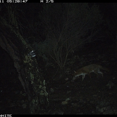 Vulpes vulpes (Red Fox) at Crowther, NSW - 11 Jun 2025 by Frecko
