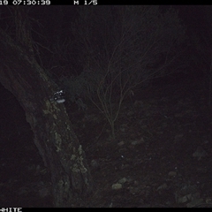 Vulpes vulpes (Red Fox) at Crowther, NSW - 19 Jun 2025 by Frecko