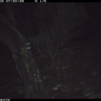 Vulpes vulpes (Red Fox) at Crowther, NSW - 19 Jun 2025 by Frecko