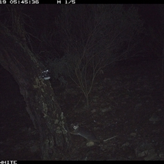 Pseudocheirus peregrinus (Common Ringtail Possum) at Crowther, NSW - 19 Jun 2025 by Frecko
