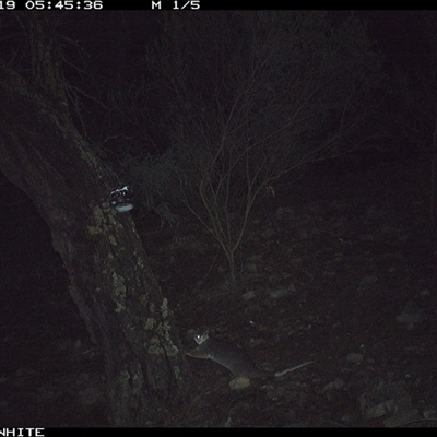 Pseudocheirus peregrinus (Common Ringtail Possum) at Crowther, NSW - 19 Jun 2025 by Frecko