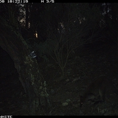 Wallabia bicolor (Swamp Wallaby) at Crowther, NSW - 8 Jun 2025 by Frecko