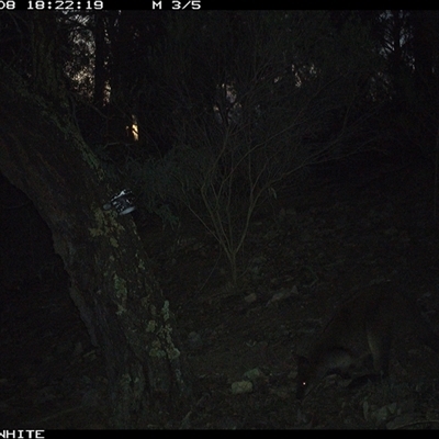Wallabia bicolor (Swamp Wallaby) at Crowther, NSW - 8 Jun 2025 by Frecko