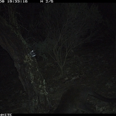 Wallabia bicolor (Swamp Wallaby) at Crowther, NSW - 8 Jun 2025 by Frecko