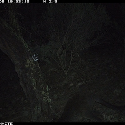 Wallabia bicolor (Swamp Wallaby) at Crowther, NSW - 8 Jun 2025 by Frecko