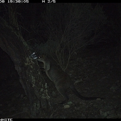 Wallabia bicolor (Swamp Wallaby) at Crowther, NSW - 8 Jun 2025 by Frecko
