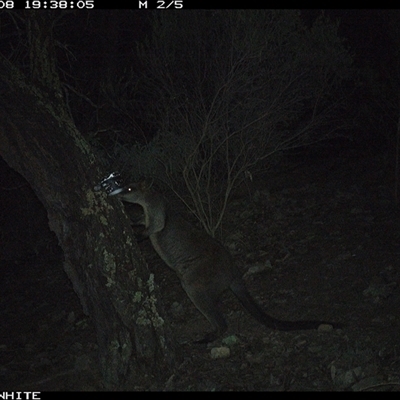 Wallabia bicolor (Swamp Wallaby) at Crowther, NSW - 8 Jun 2025 by Frecko