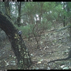 Wallabia bicolor (Swamp Wallaby) at Crowther, NSW - 9 Jun 2025 by Frecko
