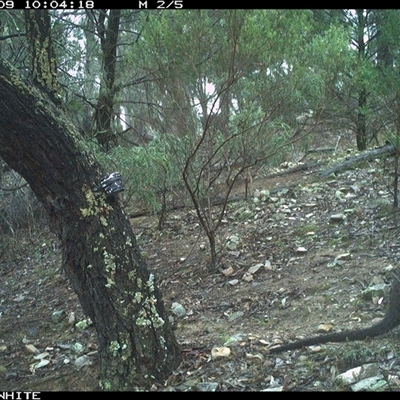 Wallabia bicolor (Swamp Wallaby) at Crowther, NSW - 9 Jun 2025 by Frecko