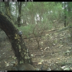 Wallabia bicolor (Swamp Wallaby) at Crowther, NSW - 10 Jun 2025 by Frecko