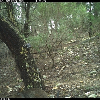Wallabia bicolor (Swamp Wallaby) at Crowther, NSW - 10 Jun 2025 by Frecko
