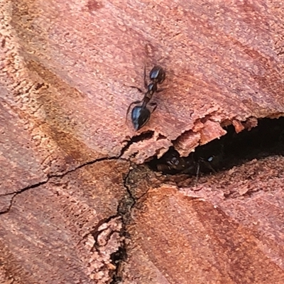Crematogaster sp. (genus) (Acrobat ant, Cocktail ant) at Crowther, NSW - 31 Jul 2025 by Frecko