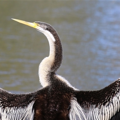 Anhinga novaehollandiae (Australasian Darter) at Bonython, ACT - 6 Aug 2025 by RodDeb