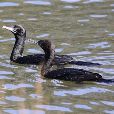 Phalacrocorax sulcirostris (Little Black Cormorant) at Bonython, ACT - 6 Aug 2025 by RodDeb
