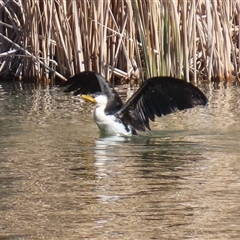 Microcarbo melanoleucos (Little Pied Cormorant) at Bonython, ACT - 6 Aug 2025 by RodDeb