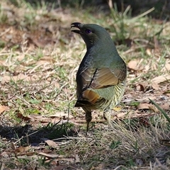 Ptilonorhynchus violaceus (Satin Bowerbird) at Bonython, ACT - 6 Aug 2025 by RodDeb