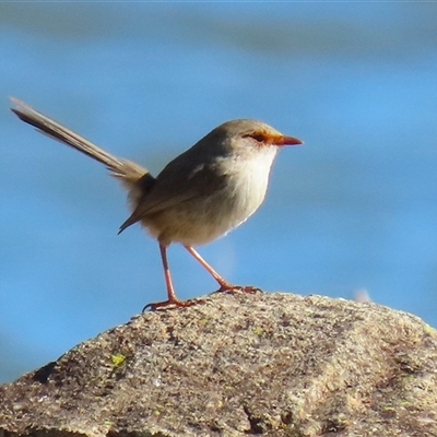 Malurus cyaneus (Superb Fairywren) at Bonython, ACT - 6 Aug 2025 by RodDeb