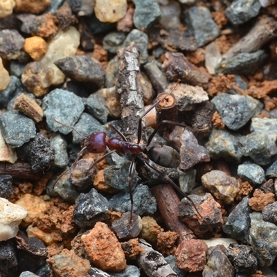 Iridomyrmex purpureus (Meat Ant) at Yarralumla, ACT - 6 Aug 2025 by NateKingsford