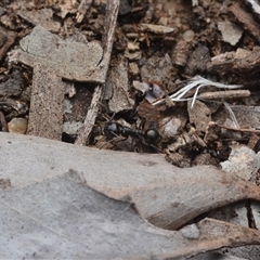 Notoncus sp. (genus) (A Notoncus ant) at Yarralumla, ACT - 6 Aug 2025 by NateKingsford