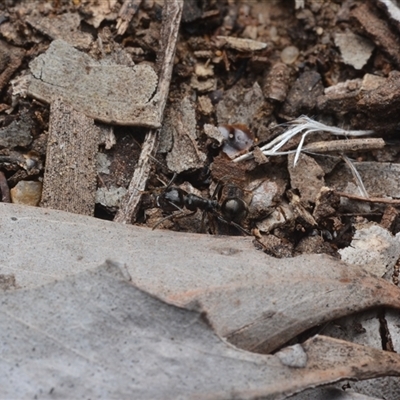 Notoncus sp. (genus) (A Notoncus ant) at Yarralumla, ACT - 6 Aug 2025 by NateKingsford