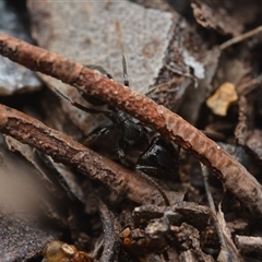 Notoncus sp. (genus) (A Notoncus ant) at Yarralumla, ACT - 6 Aug 2025 by NateKingsford