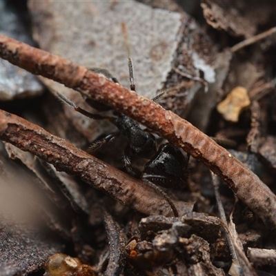 Notoncus sp. (genus) (A Notoncus ant) at Yarralumla, ACT - 6 Aug 2025 by NateKingsford