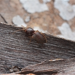 Austrocardiophorus sp. (genus) (Click beetle) at Yarralumla, ACT - 6 Aug 2025 by NateKingsford