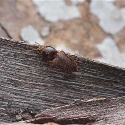 Austrocardiophorus sp. (genus) (Click beetle) at Yarralumla, ACT - 6 Aug 2025 by NateKingsford