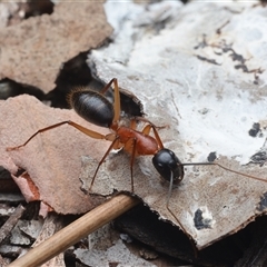 Camponotus nigriceps (Black-headed sugar ant) at Yarralumla, ACT - 6 Aug 2025 by NateKingsford