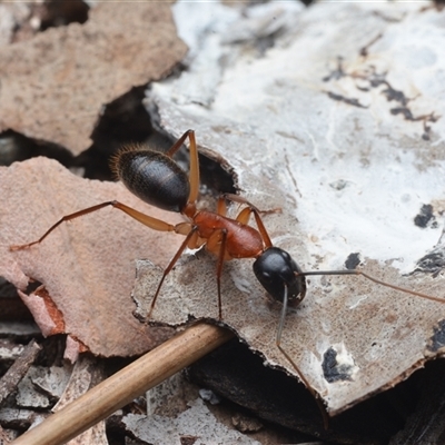 Camponotus nigriceps (Black-headed sugar ant) at Yarralumla, ACT - 6 Aug 2025 by NateKingsford