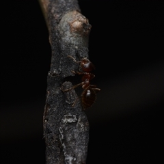 Formicidae (family) (Unidentified ant) at Yarralumla, ACT - 6 Aug 2025 by NateKingsford