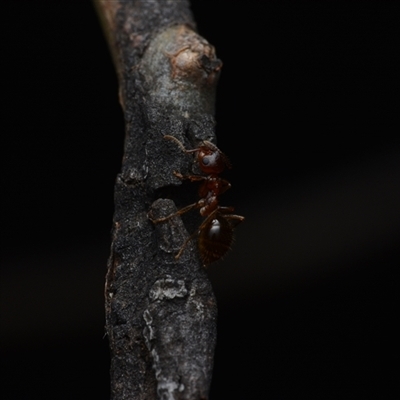 Formicidae (family) (Unidentified ant) at Yarralumla, ACT - 6 Aug 2025 by NateKingsford