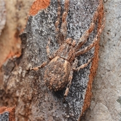 Stephanopis sp. (genus) (Knobbly crab spider) at Yarralumla, ACT - 6 Aug 2025 by NateKingsford