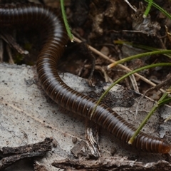 Ommatoiulus moreleti at Yarralumla, ACT - 6 Aug 2025 by NateKingsford