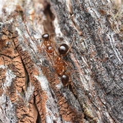 Notoncus hickmani (Yellow Epaulet Ant) at Yarralumla, ACT - 6 Aug 2025 by NateKingsford
