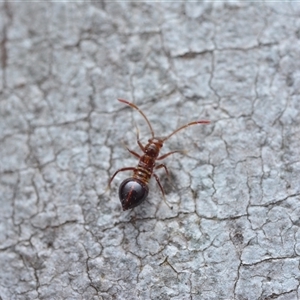 Unverified True bug (Hemiptera, Heteroptera) at Yarralumla, ACT - 6 Aug 2025 by NateKingsford