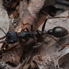 Myrmecia pyriformis (A Bull ant) at Yarralumla, ACT - 6 Aug 2025 by NateKingsford