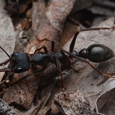 Myrmecia pyriformis (A Bull ant) at Yarralumla, ACT - 6 Aug 2025 by NateKingsford