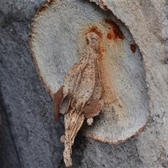 Hyalarcta nigrescens (Ribbed Case Moth) at Yarralumla, ACT - 6 Aug 2025 by NateKingsford