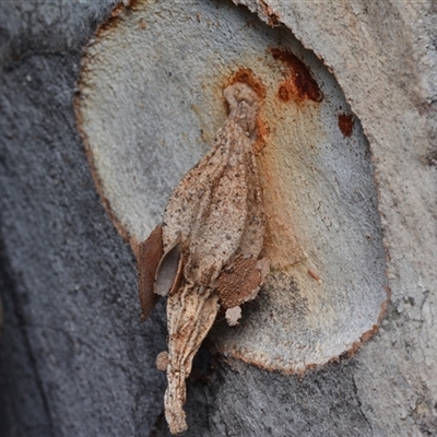 Hyalarcta nigrescens (Ribbed Case Moth) at Yarralumla, ACT - 6 Aug 2025 by NateKingsford