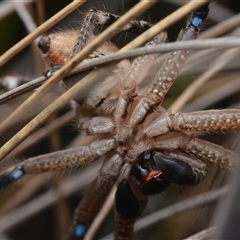 Neosparassus calligaster (Beautiful Badge Huntsman) at Yarralumla, ACT - 6 Aug 2025 by NateKingsford